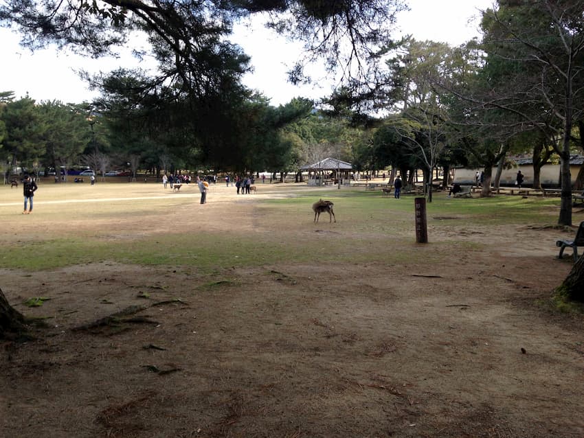 奈良公園