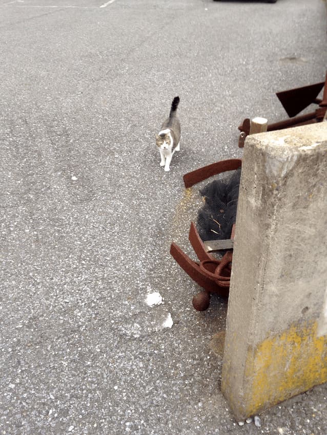 猫