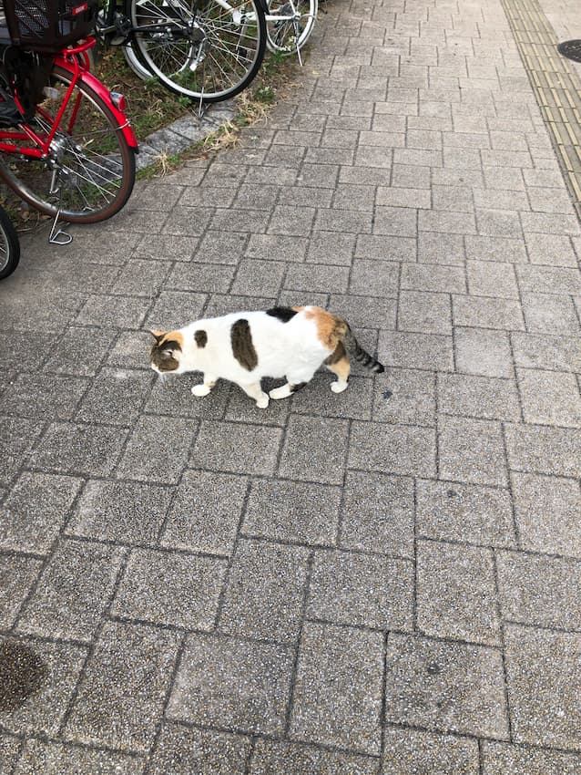 猫