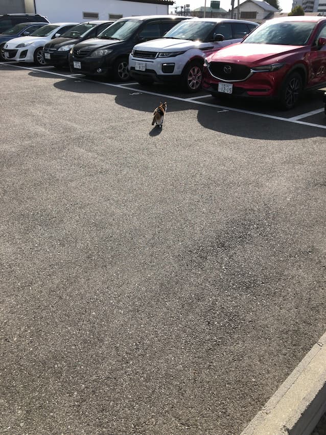 猫