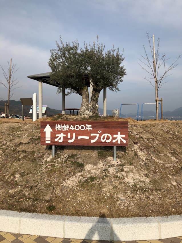 オリーブの木