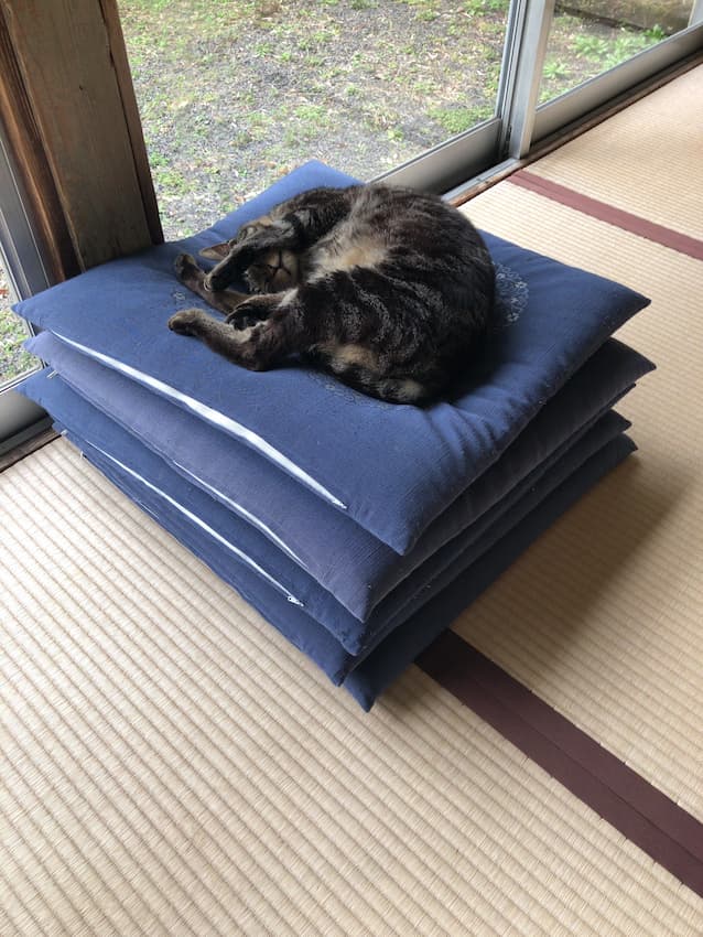猫