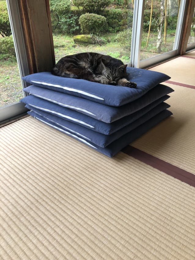 猫