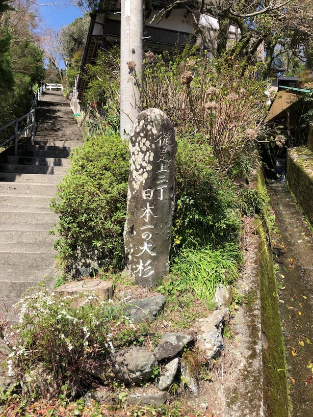 日本一の大杉
