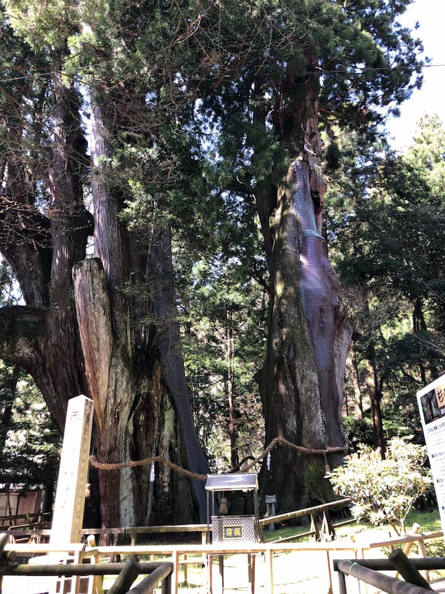 日本一の大杉