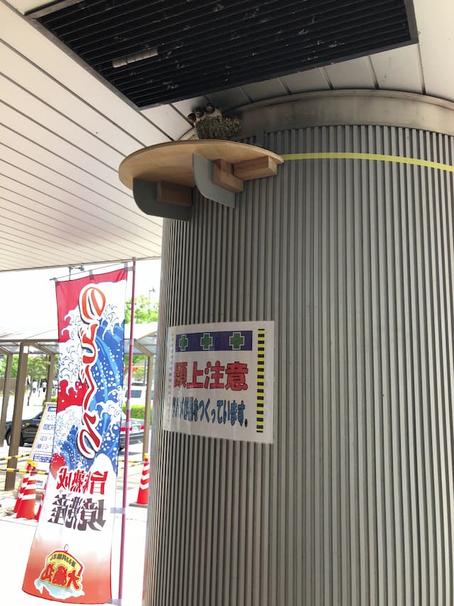 巣