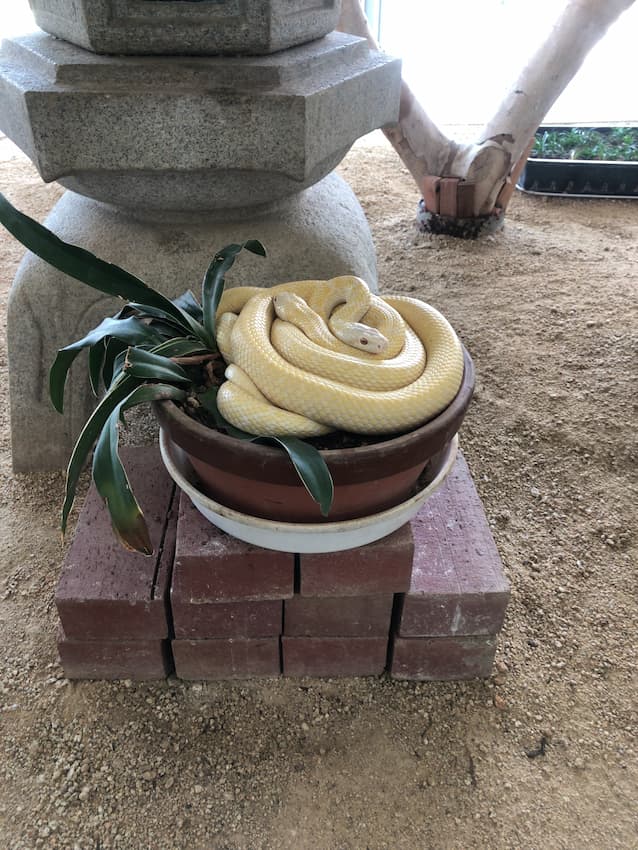 白蛇神社