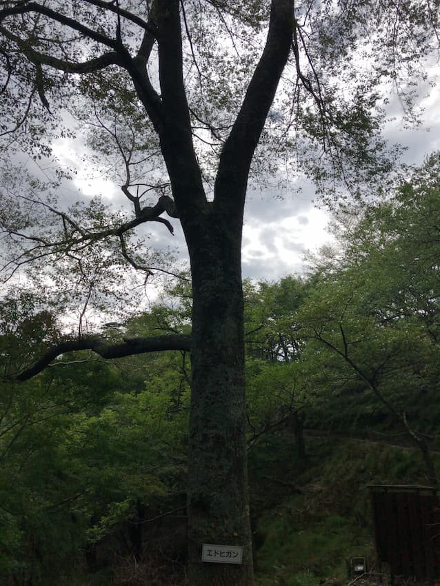 妙見の森