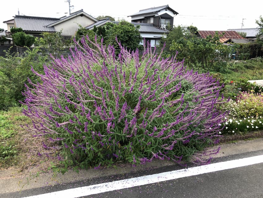 街並み