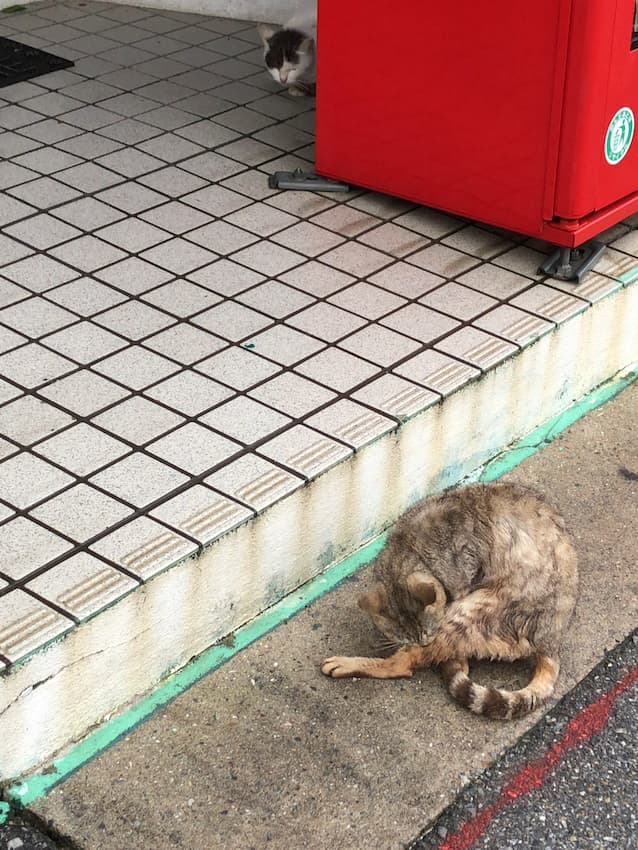 猫