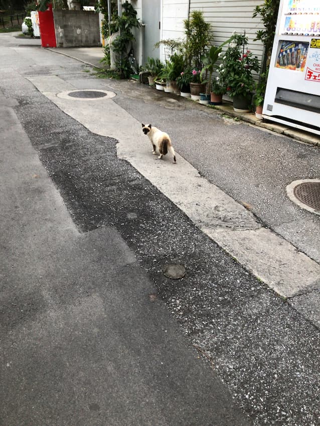 猫