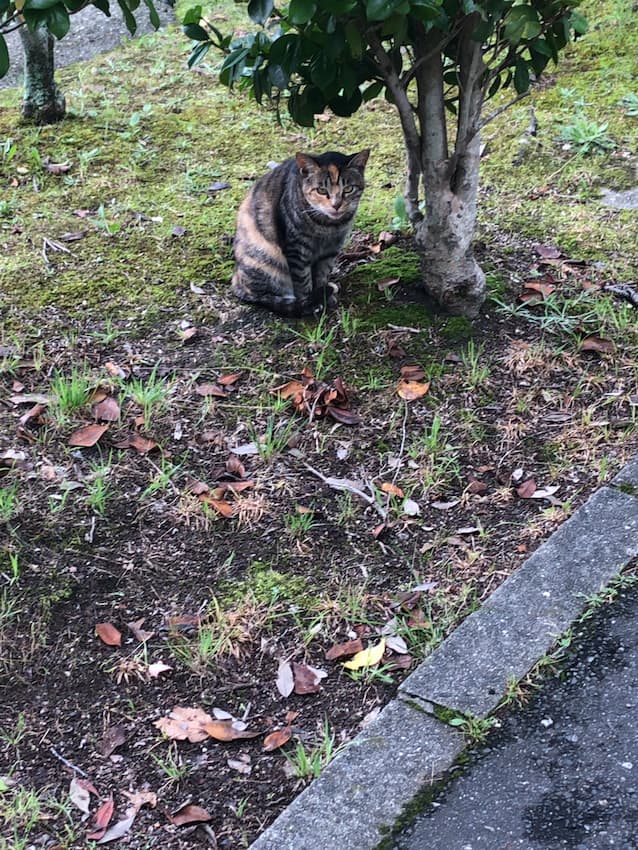 猫