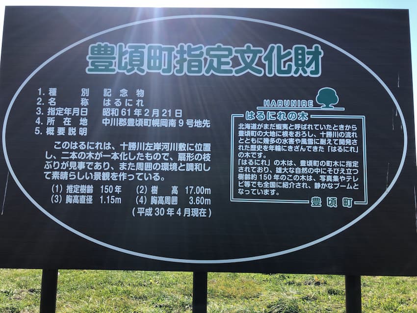 ハルニレの木